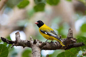 固有種アビシニアコウライウグイス