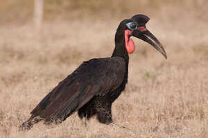 エチオピアとケニア北部を生息地にしているアビシニアジサイチョウ
