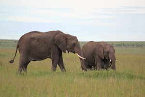 ゾウが草をちぎる音、食べてる音まで聞こえます