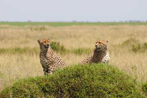 【特別企画】獣医 瀧田明日香先生同行！ 野生動物の王国マサイ・マラ 8日間