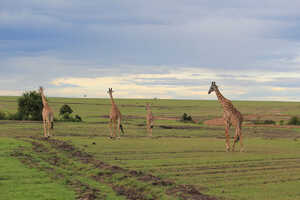 緑に染まったサバンナを優雅に歩くキリン