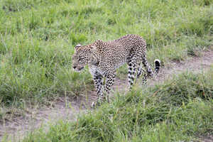 ヒョウを見られる可能性も！