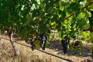 収穫前の良く実ったブドウ