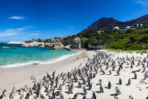 ケープペンギンの繁殖地、ボルダーズビーチ