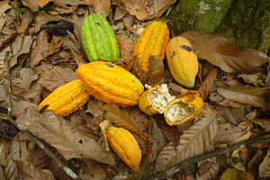 ガーナいえばカカオ生産で知られています