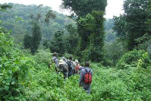 ブウィンディ原生国立公園の豊かな森