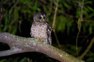 夜の森ではアフリカヒナフクロウ（African Wood Owl／Strix woodfordii）に出会うことも