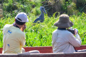 ボートから見るハシビロコウまでの距離は意外と近い