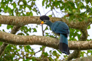 カンムリエボシドリ（Great Blue Turaco／Corythaeola cristata）