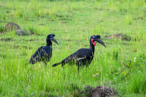 マーチソンフォールズ国立公園のアオツラジサイチョウ（Abyssinian Ground-Hornbill／Bucorvus abyssinicus）