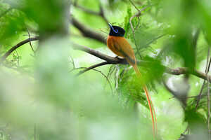 アカハラサンコウチョウ♂（Red-bellied Paradise-flycatcher／Terpsiphone rufiventer）