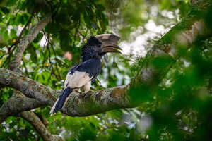 ハシダカサイチョウ♂（Black-and-white-casqued Hornbill／Bycanistes subcylindricus）