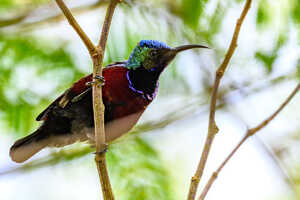 ワキアカタイヨウチョウ♂（Superb Sunbird／Cinnyris superbus）