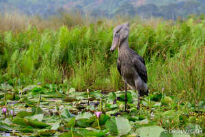 動かない鳥で知られるハシビロコウ