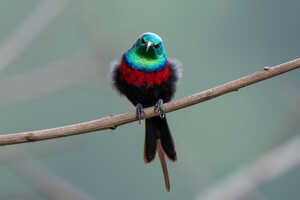 ムネアカオナガタイヨウチョウ♂（Red-chested Sunbird／Cinnyris erythrocercus）