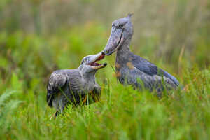 山形豪さんと行く ウガンダ ハシビロコウとバード・スペシャル 13日間の画像