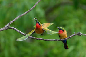 ナイル河でのボートサファリで見られるアカノドハチクイ（Red-throated Bee-eater／Merops bulocki）