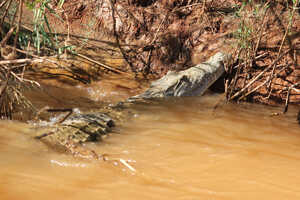 川にひそむクロコダイル