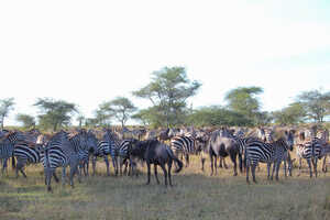 ヌーと行動を共にするシマウマ達