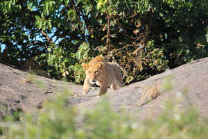 コピエ (岩山) で出会ったライオンの子ども