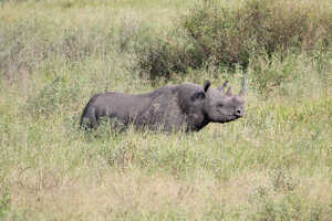 サファリのビッグ5がこの地に生息