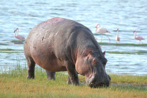 運が良ければ湖畔を歩くカバも