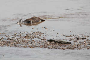 無残にも命を落としてしまうものも