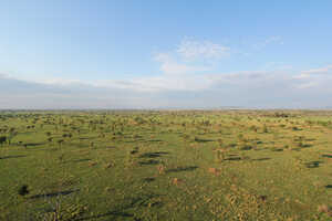 果てしなく続く、セレンゲティのサバンナ