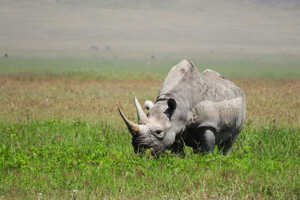 ンゴロンゴロでは希少なクロサイに期待。