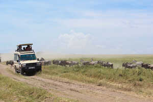 【特別企画】ヌーを追って西へ！ セレンゲティ横断キャンピング 11日間の画像