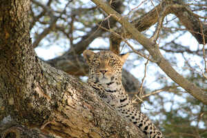 するどい目つきで周囲をうかがうヒョウ