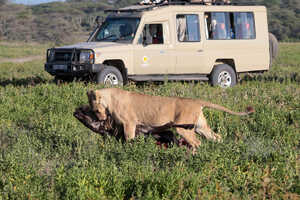 獲物を運ぶライオン
