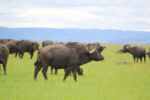 ビッグ5の一つ、バッファローの群れ