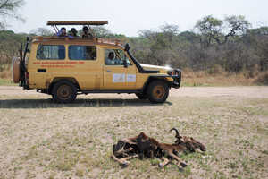 セレンゲティで見つけたヌーの亡骸