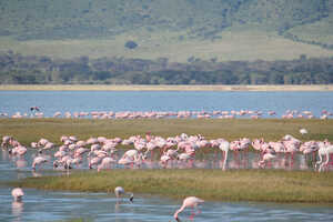 クレーターの湖にはフラミンゴが飛来することも