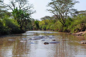 川にはカバやクロコダイルの姿が…