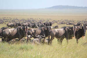 セレンゲティのヌーの群れ