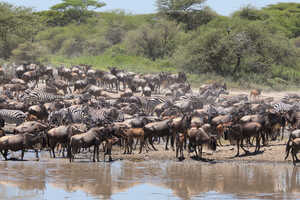 【特別企画】マラ川を目指して！ セレンゲティ縦断キャンピング 11日間の画像
