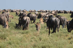 川を越え、大人も子供もただ前へ進む