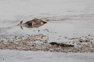 無残にも命を落としてしまうものも