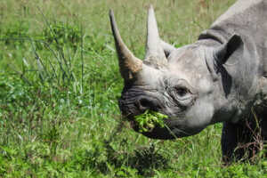 ンゴロンゴロでは希少なクロサイに期待