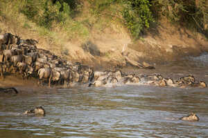 川に飛び込むヌーの群れ