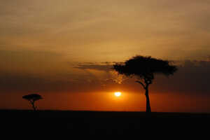 サバンナに落ちる夕日