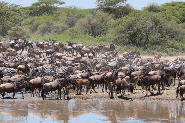【特別企画】マラ川を目指して！ セレンゲティ縦断キャンピング 11日間の画像