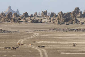 一種異様な景観が広がるアッベ湖畔