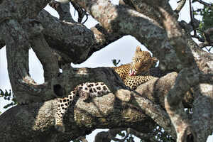 深夜のハンター、ヒョウ。意外と肉球が可愛いです。