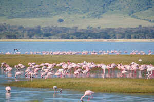 クレーターに集うフラミンゴ達