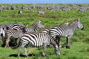 この時期のンドゥトゥは出産の季節。赤ちゃんを連れたヌーやシマウマの群れにも期待出来ます。