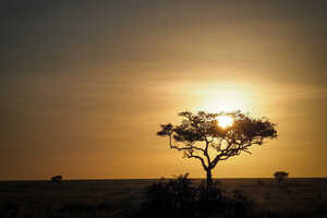 サバンナに朝日が昇る