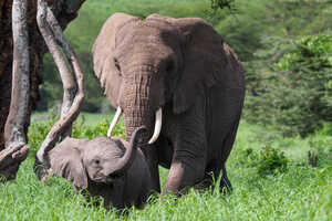 クレーターの中にあるレライの森でのゾウの親子